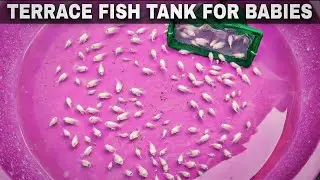 Terrace Fish Tank for Polar Parrot Babies | Grow-Out Tank Setup