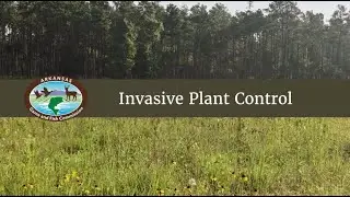 Conservation Incentive Program: Invasive Plant Control