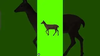 Green Screen Deer | #syedashahtv #new #viral #deer #deershorts #greenscreen #animation