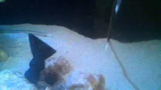 Velvet wrasse