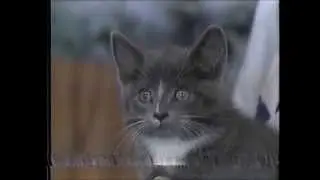RETRO '90's TV IN MAINE:1992 Bangor Humane Society Commercial