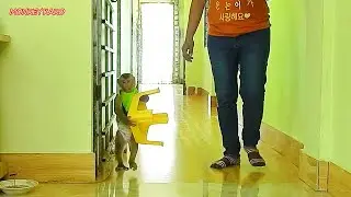 Adorable Kako Walking Carry Chair To Sit Wait Drink Fresh Orange Juice