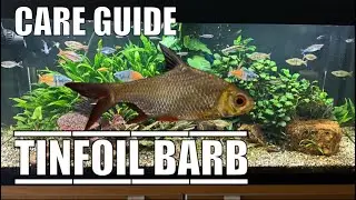 Tinfoil Barb Complete Care Guide Species Profile  | Rainbowfish Aquarium Tankmates | BGN Aquariums