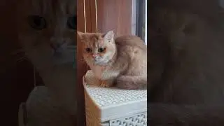 YELIZ CHOCOLATE BOUTIQUE