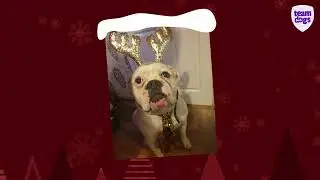 Dogs dressed in Christmas outfits