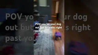 POV your dog walks right past you🥲😭😭 #dog #cutedog #cute #cuteanimals