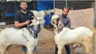 Top Class Kota Breeding Setup | Big Kota Goats At Panvel Goat Farm.