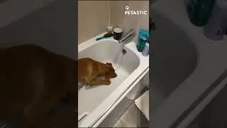 Bath Time Bliss! Dog Discovers His Happy Place