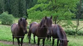 Relaxing Nature Fieldrecording ASMR,High res Flac, recorded with Sony AX53 and Tascam DR-100MKIII