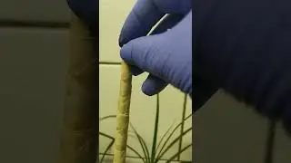 КАК ЛЕГКО УКОРЕНИТЬ И РАЗМНОЖАТЬ * ДРАЦЕНУ *.