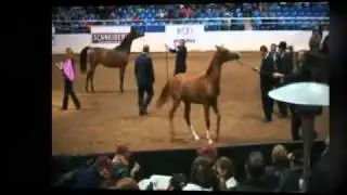 Westworld (Scottsdale) Arabian Horse Show (EquineIR - Peter Hopkins)