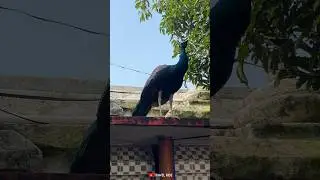 Peacock 🦚 #peacock #nationalbird #birds #bird #shorts #short #youtubeshorts #shortvideo #2026#india