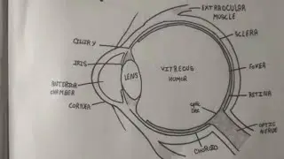 structure of human eye 👁️ important for class 8,10,11, and all competitive exam 🔥🔥🔥