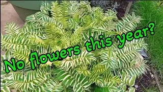 Garden Plants: Polemonium golden feather, No flowers
