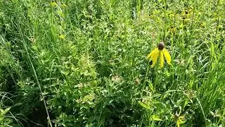 Kankakee Sands Prairie Restoration in Indiana