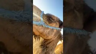 Agafay &Ccedil;&ouml;l&uuml;nde Deve Turu 🐪 #agafay #dessert #morocco #marrakech #travel #camel