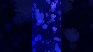 Lost in the beauty of these jellyfish 🪼 #vienna #aquarium #travel