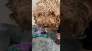 Cavapoo tries Dog Shoes for the First Time! Unboxing & Try On!