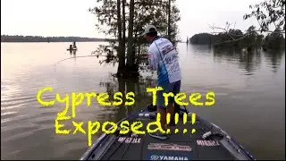 Breaking down Cypress Trees: The wacky 48 exposed!!