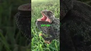 Don&rsquo;t Jump #viralvideo #viralvideo #viralvideo #viralvideo #viralvideo