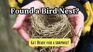 Found a Bird's Nest? Here's What It Means for You... #birds #symbolism #spirituality