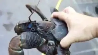 Birgus Latro Coconut Crab (Peter Tang Collection)