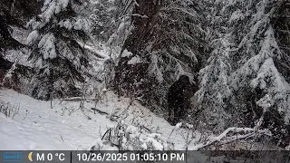 You Find A Dead Sasquatch, Now What?