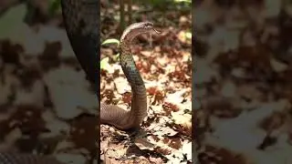 Hooded Warning: King Cobra's Deadly Stare in the Wild