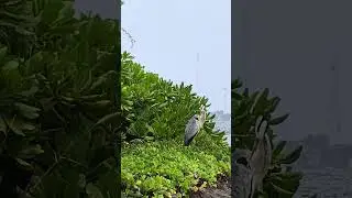 Grey heron #birds #nature #travel #sea #youtube #youtubeshort #shorts #viralshort #fyp #reel #sunset
