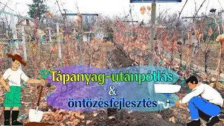 Szőlő őszi tápanyag-utánpótlása és talajmenti öntözőrendszer kialakítása