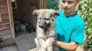 Les chiot de Sam/Ragnar et de Nekha/Sora dans leur septi&egrave;me semaine.