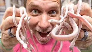 HATCHED THESE BABY SNAKES FOR THE VERY FIRST TIME!! INSANE!! | BRIAN BARCZYK