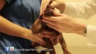 Parvo Prevention -- River's Edge Vet Hospital