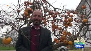 TEMAŞA 55 - PAZAR K&Ouml;Y&Uuml; 2