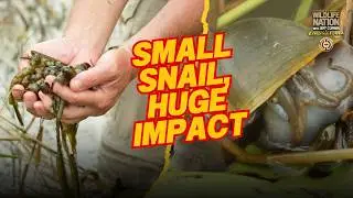 The Secret Hero of the Everglades: The Apple Snail