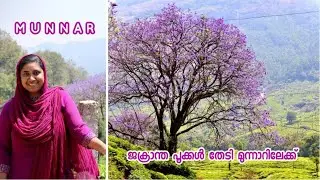 Road Trip to Munnar | Jacaranda Flowers | മൂന്നാറിലെ നീല വസന്തം | Marayur Jaggery | Jasmin Nooruniza
