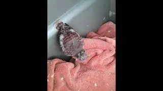 Orphaned Young Red Tailed Hawk eating ground beef