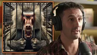 Почему дикие бабуины &mdash; самые сложные для приручения существа | Эндрю Уклес