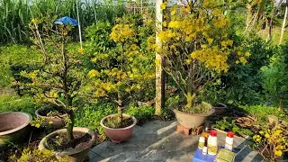 Hoa nở ng&agrave;y 28.12.2025.Một số loại thuốc sử dụng giai đoạn c&acirc;y nở hoa