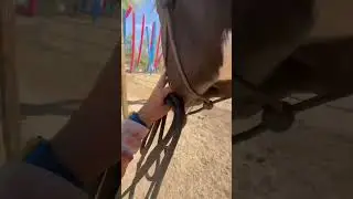 Took a filly through an obstacle course for the first time!