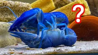 蓝魔鳌虾又进入繁殖期了，它们那么能生吗？