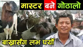मास्टर गोठालो बन्दा सबैले पागल भने ! भन्छन् ‘मेरो बाख्राले त भनेको सबै मान्छन् ।’    │Nepal Chitra