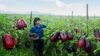 How To Harvest Eggplant, Sell It At The Market And Cook Dishes At Home | Tieu Vy Free Bushcraft