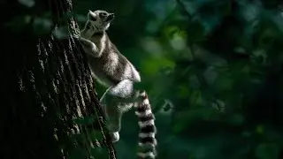 Lemur UP CLOSE UHD
