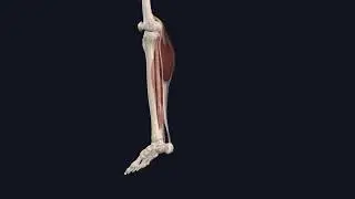 &Uuml;&Uuml;-FTR | M  plantaris - plantar fleksiyon