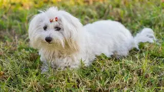 Maltese Dog Pregnancy and Birth: What to Expect