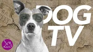 DOG TV - 20 Hours of Underwater Video for Dogs!