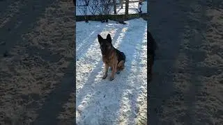 Dog catching food fails - slow motion #shorts