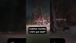 Coyotes Temporada de Apareamiento #coyote #griffithpark