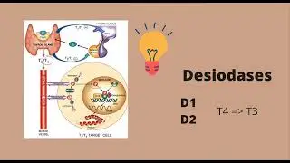 BF094 - Quest&atilde;o sobre a Tireoide - Beatriz Guibor Spaler